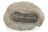 Large Crotalocephalina Trilobite - Atchana, Morocco #312793-4